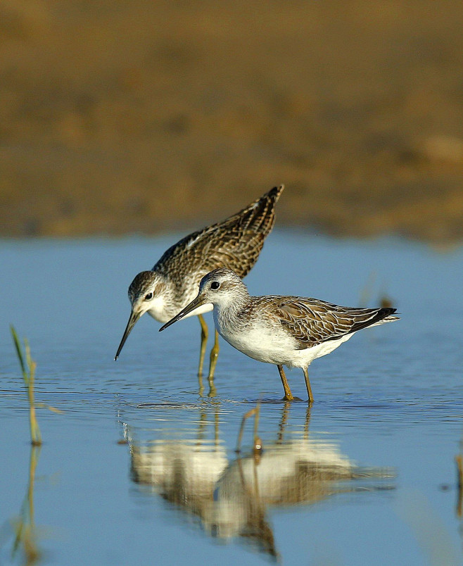 鸻形目鹬科白腰草鹬