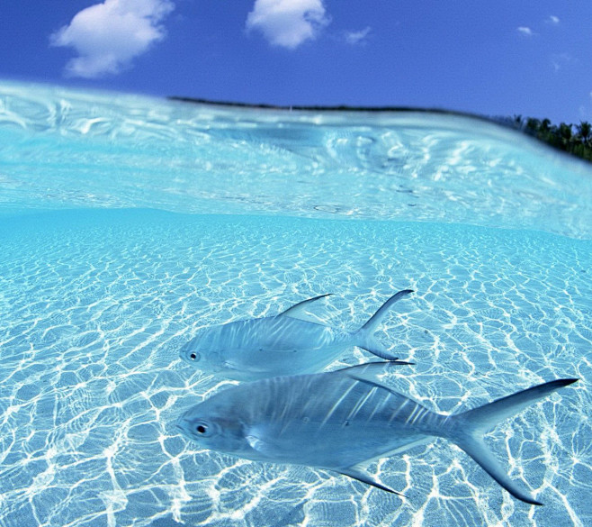 浅海鱼浅蓝海水波纹背景
