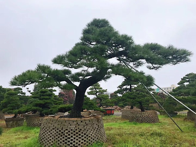 pduid5qm从经年拾梦转采于2022-03-25 11:42:25黑松造型植物品种pduid