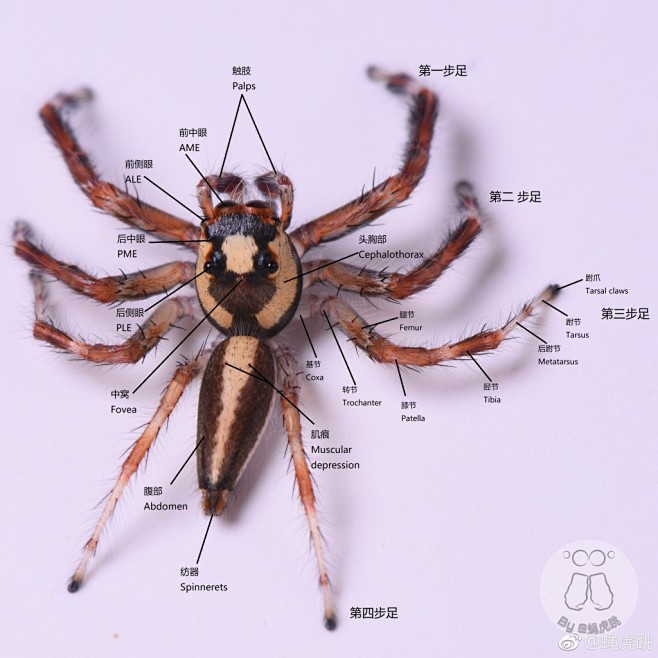 大致标注一下跳蛛的外观腹面还没有合适的来自蝇虎跳微博