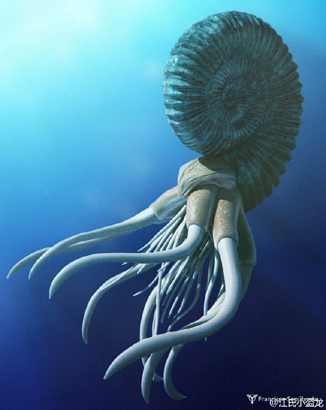 巴甫洛夫菊石其复原好魔性感觉像是邪恶的外星生物