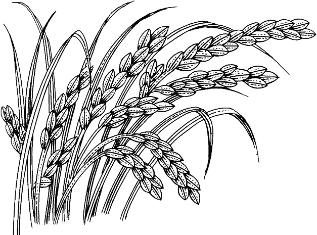 稻谷素描