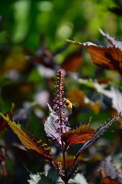 紫苏perillafrutescens