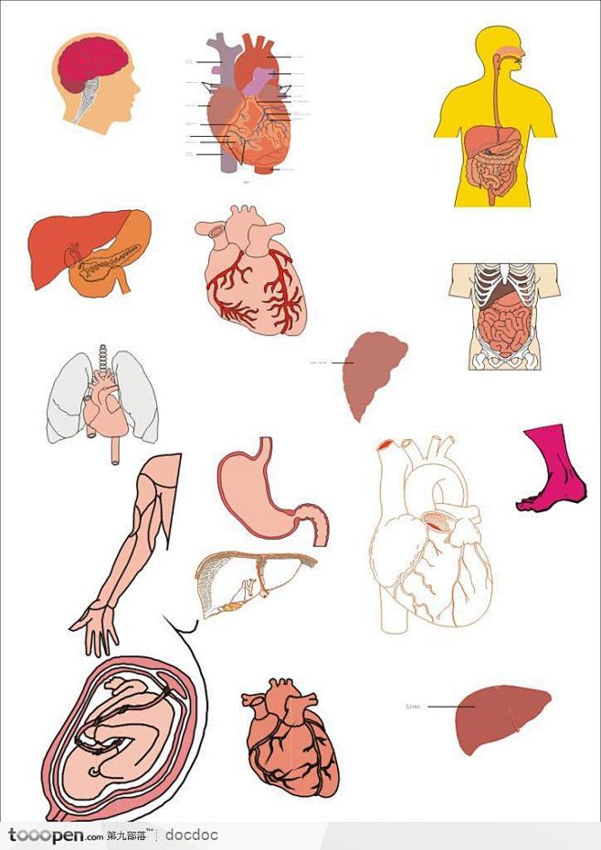 人體器官醫學圖示心臟頭腦消化系統