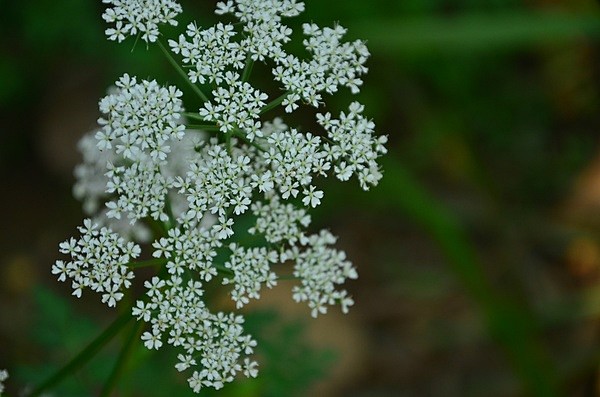 川芎xiōngligusticumsinensechuanxiong