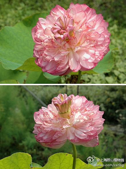 雌蕊从花托中伸出兄靥喟荷花重瓣荷花品种红台莲重台莲变异花瓣