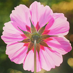 ·菩提心·采集到《花影迷离》
