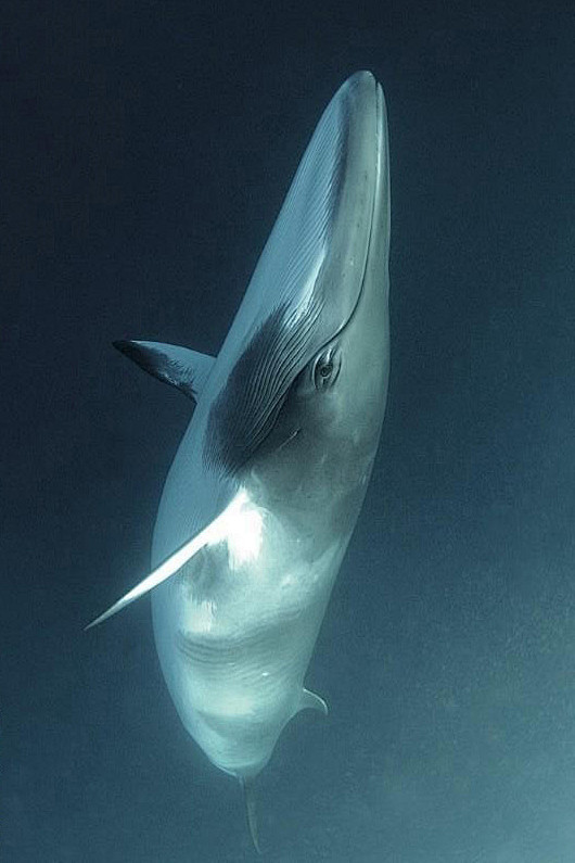 鲸目须鲸亚目须鲸科须鲸属南极小须鲸