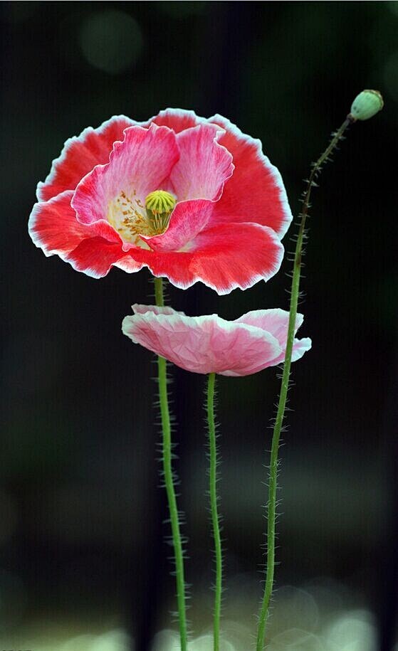 緈鍢錵从昨夜梦兮转采于2015-12-08 16:44:15罂粟唯美花卉緈鍢錵该