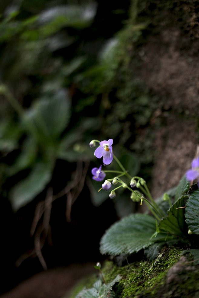 牛耳草旋蒴苣苔