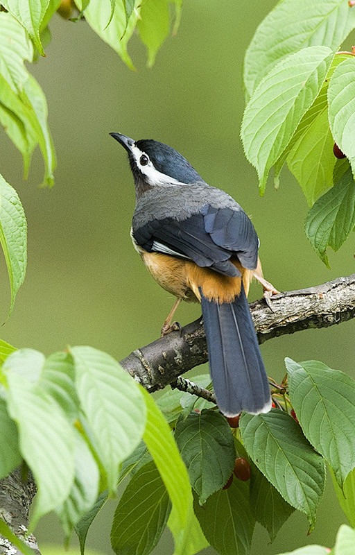 白耳奇鹛鸟纲国家三级保护动物