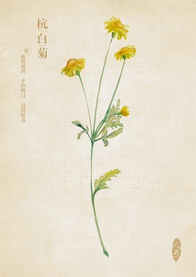 宝贝_莹从弗朗西斯基不急转采于2018-11-19 17:31:15杭白菊手绘草本