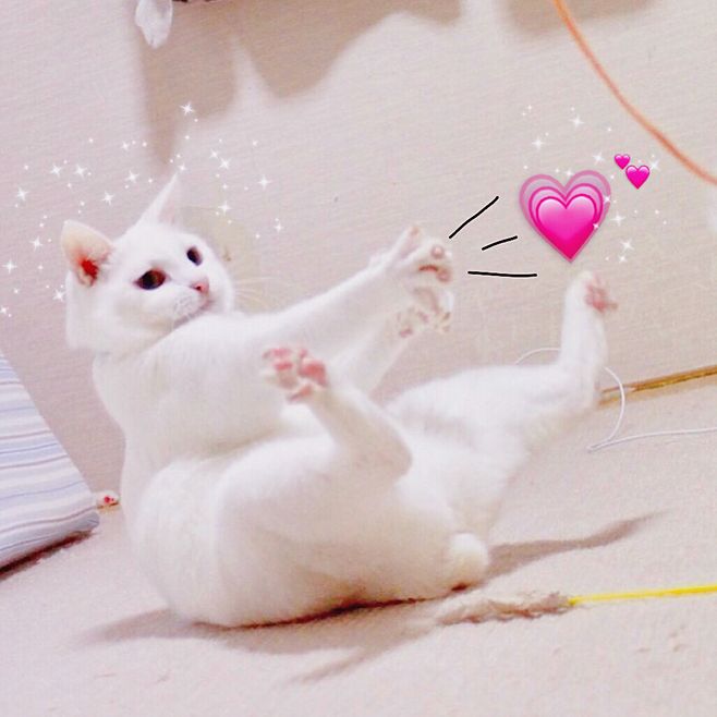咕咕咕哩个咕
