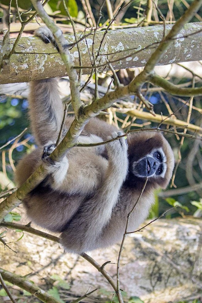 灵长目长臂猿科西部白眉长臂猿