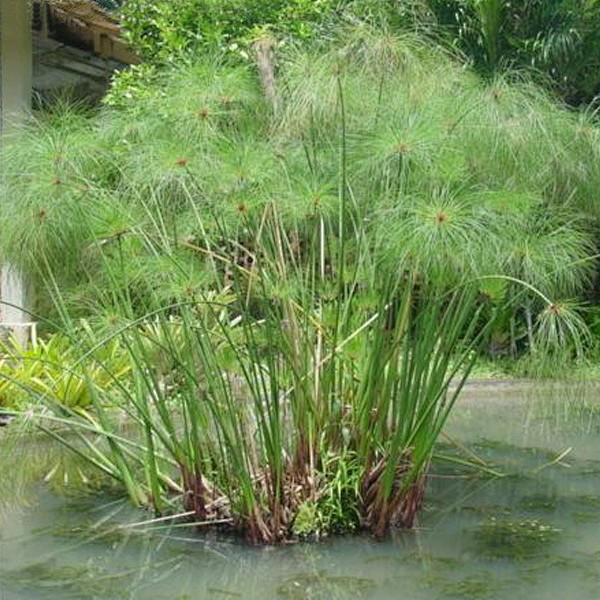 纸莎草水生植物植物卡图加加