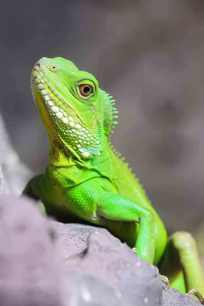 蜥蜴目鬣蜥科长鬣蜥属长鬣蜥