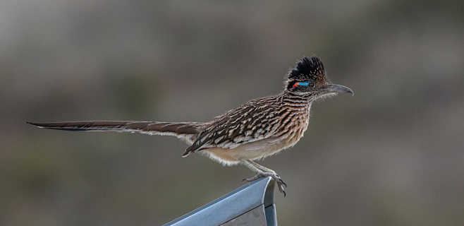 走鹃geococcyxcalifornianus鹃形目杜鹃科走鹃属