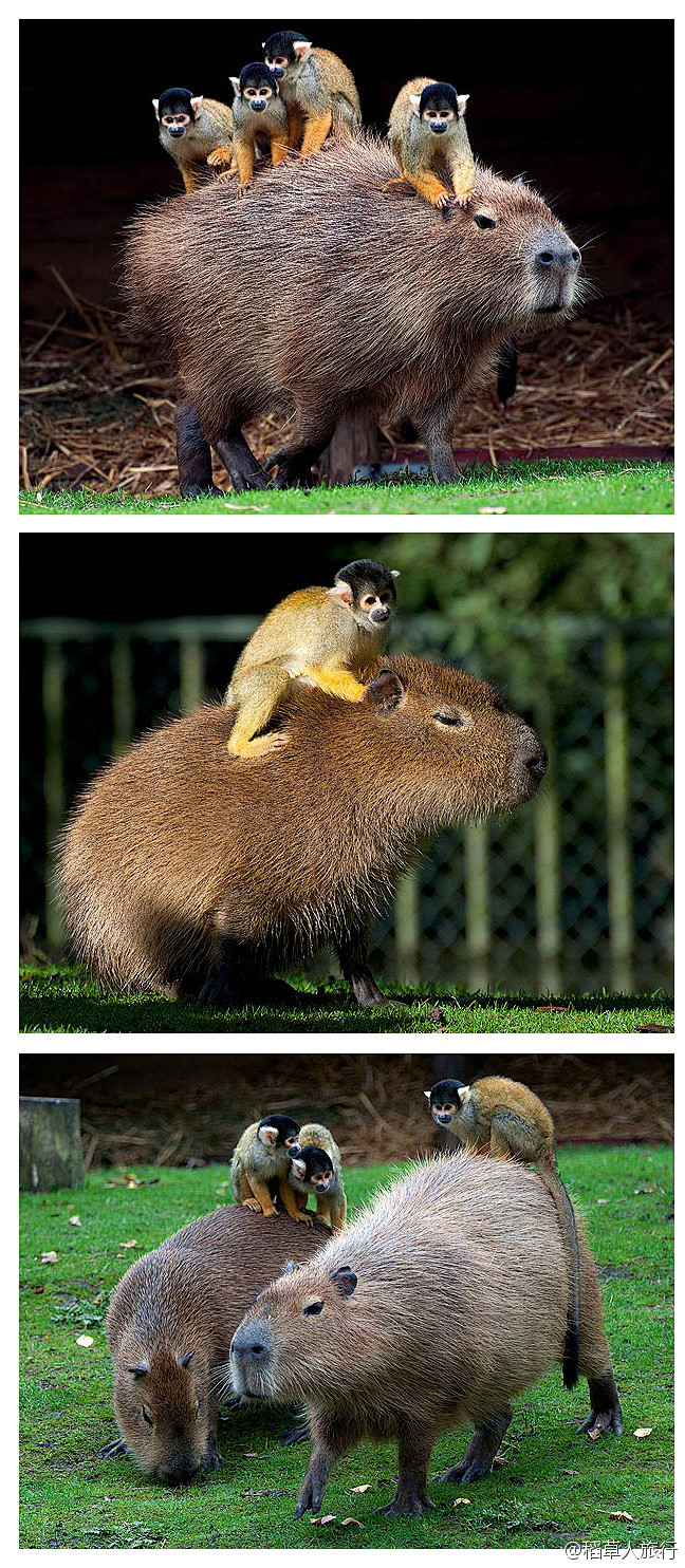 攝影師coreyvanloon在荷蘭beeksebergen野生動物園拍下