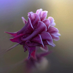 ·菩提心·采集到《花影迷离》