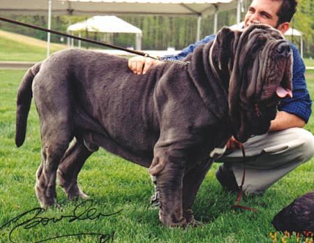 纽波利顿獒犬与比特犬日本土佐犬并称世界三大攻击犬目前国外大多将这