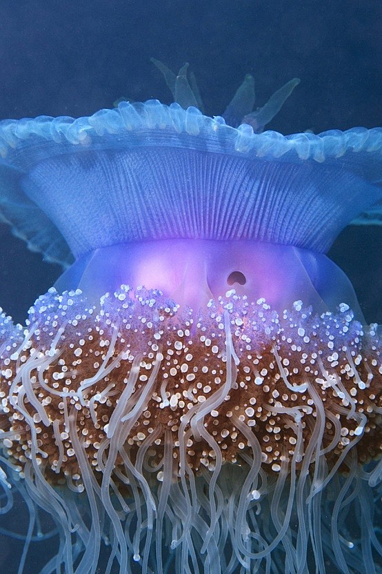 jellyfishaustralia
