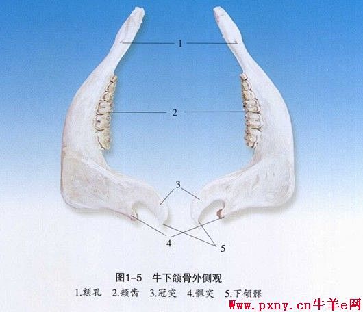 牛骨骼彩色图片