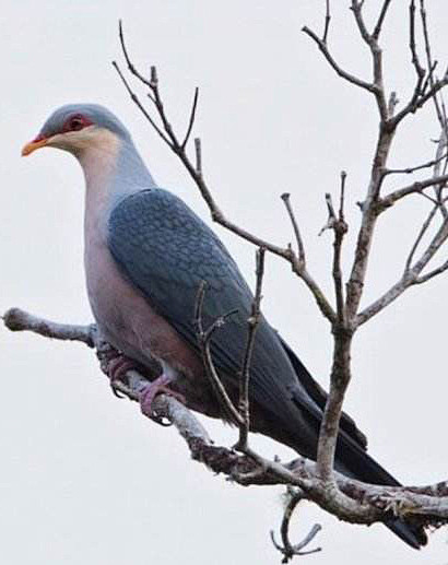 鸽形目鸠鸽科长尾山鸠