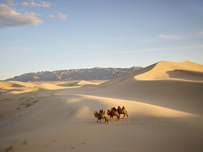 gobi desert animals图片