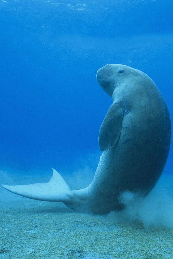 海牛目儒艮科儒艮属儒艮