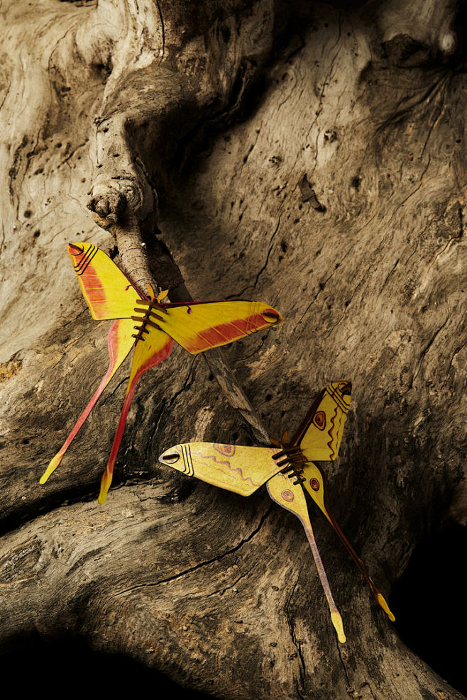 彗尾大蚕蛾长尾大蚕蛾模型