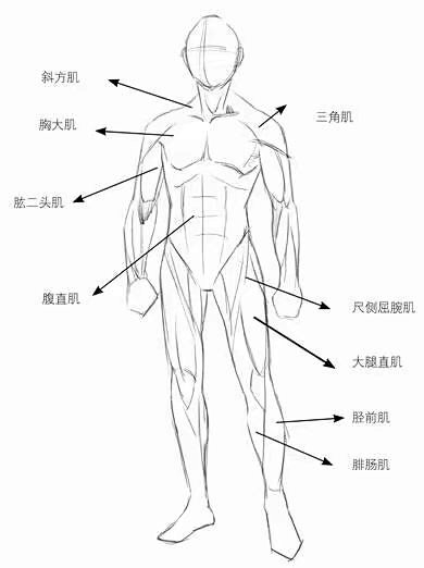 日系绘画解说漫画插画素材人体参考头身人体比例q版男性人体