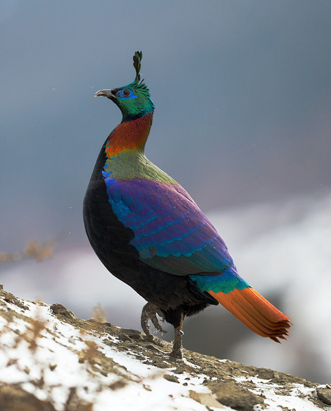 虹雉鸟纲国家一级保护动物