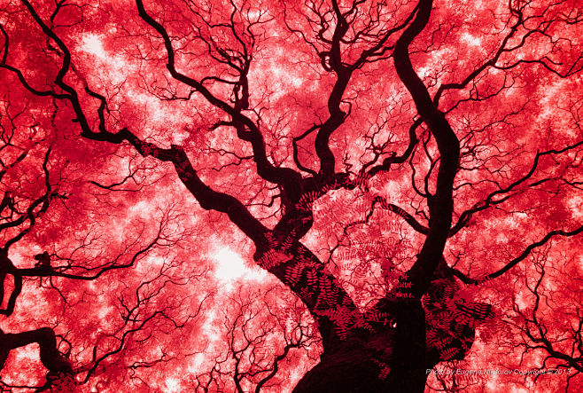 bloodvesselsargentinabyeugenenikiforovon500px