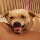 z6fbzKDH