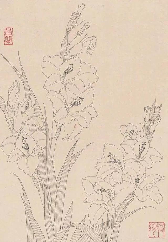 章培筠的這一組白描花卉是臨摹的好範本