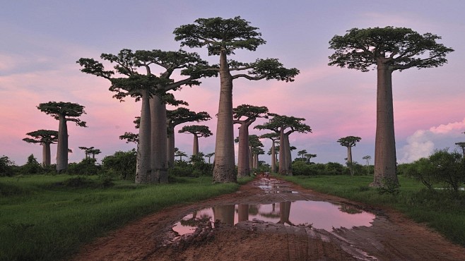 baobabtreeearthnaturetreetreeswallpaperpreview