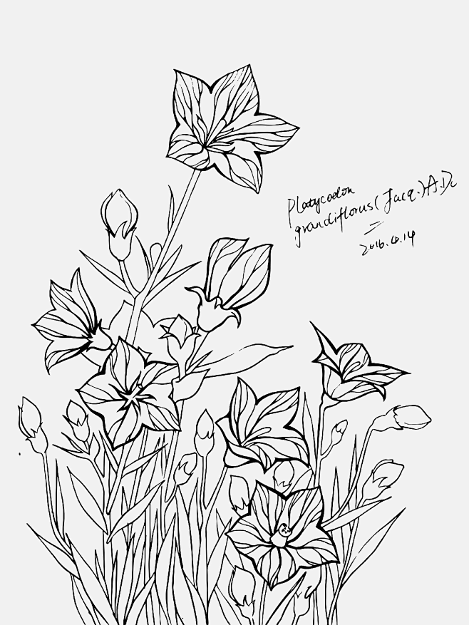 花卉# #植物# #自然# #线描# #手绘# #设计# #黑白# #工笔画# #插画