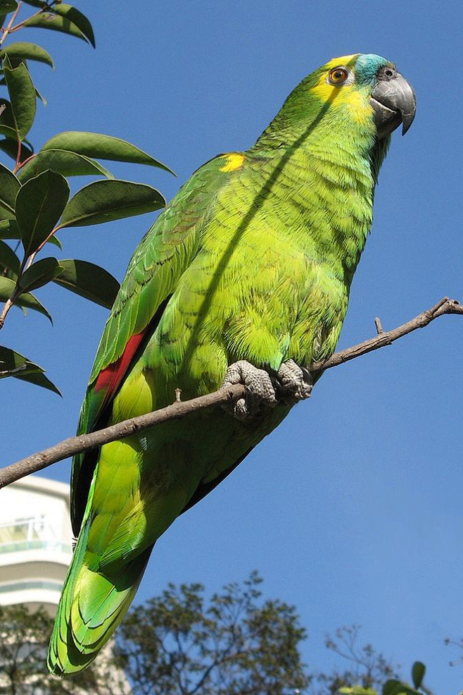 鹦形目鹦鹉科亚马逊鹦鹉属青绿顶亚马逊鹦鹉
