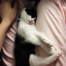 泱泱走四方