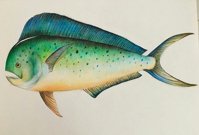 深海鱼类彩铅绘本制作