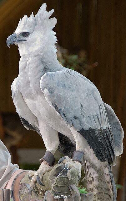 角雕又叫哈佩雕