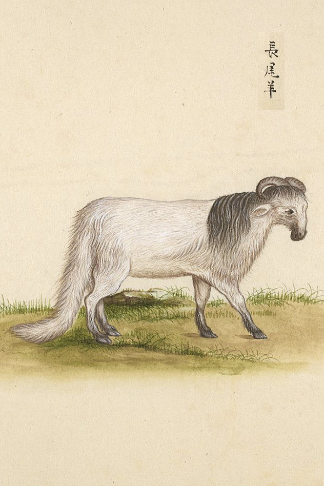 动物图鉴长尾羊