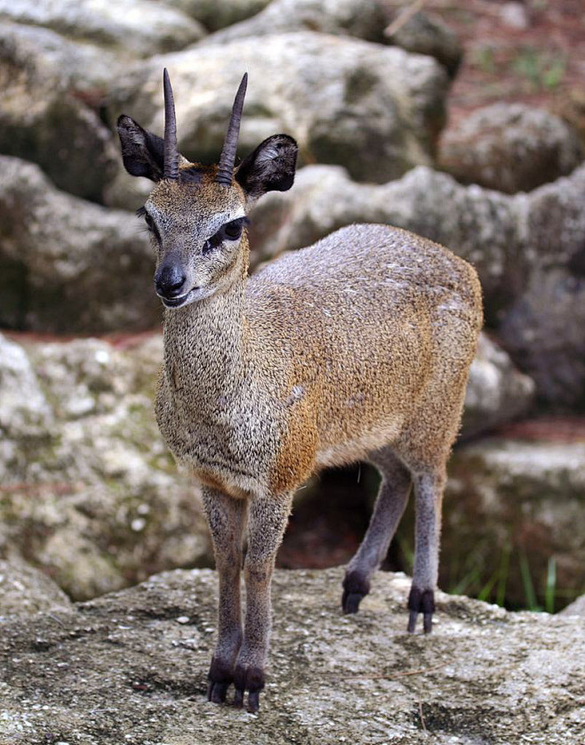 山羚(偶蹄目·反刍亚目·牛科·羚羊亚科·.