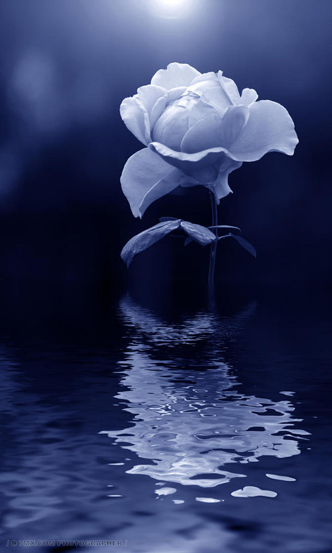 花水 植物 露珠 唯美 概念 爱情 抽象 花瓣 特写 白色 颜色 意境 玫瑰