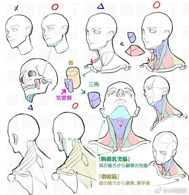 头颈肩
