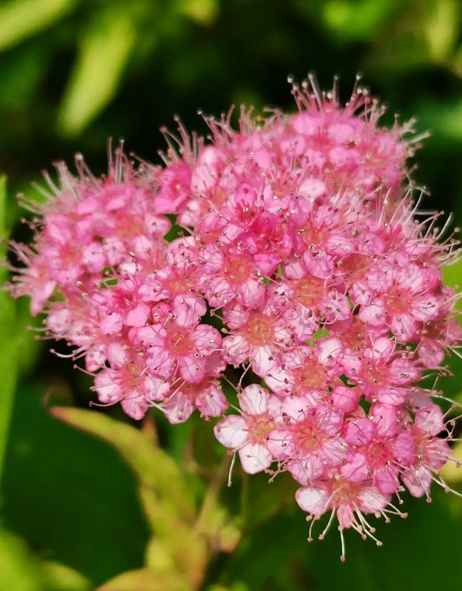 红花绣线菊