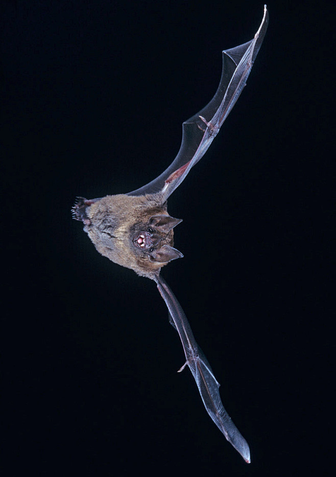 短尾叶鼻蝠