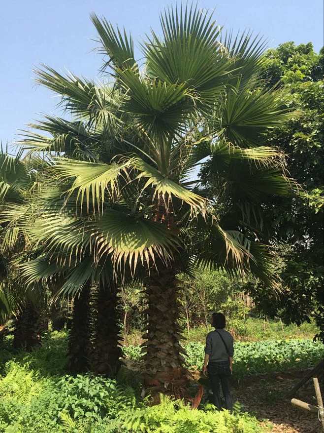 老人葵华盛顿棕榈