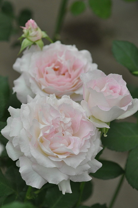 超达花卉日本新品月季六翼天使seraphimセラフィム扦插淘宝网