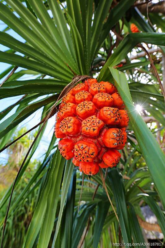 露兜树产广东福建等省以及亚洲热带其他地区及澳大利亚叶纤维可编制